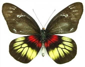 1 A-1 Delias ninus shouji West Kalimantan, Indonesia Real butterfly