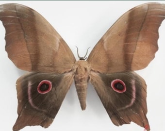 Saturnidae: A-2 Pseudimbrasia deyrollei Male Saturn Moth Unmounted Dried Wings See description