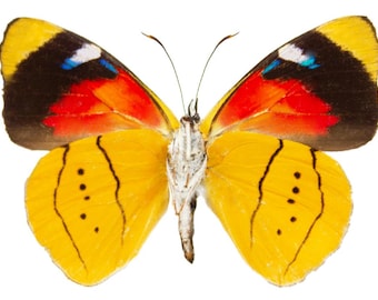 1 A-1 Perisama humboldti Peru Real butterfly