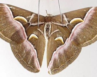 Samia kikibudiamini Saturinae Moth, real unmounted