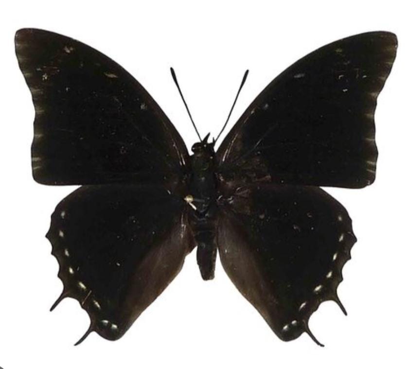 標本 Cameroon Dynoryctes truncaticollis 38mm 1 A-1 Charaxes Etheocles Cameroon Real Butterfly - Etsy