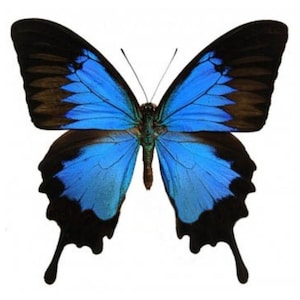 Puede incluir: Una mariposa vibrante con llamativas alas azules, bordeadas de negro y marrón. El cuerpo de la mariposa es una mezcla de verde y marrón, sobre un fondo blanco. Las alas muestran patrones intrincados.