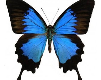 1 A-1 Papilio ulysses Indonesia Real butterfly