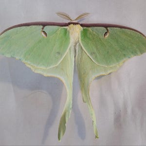 1 A-1 Actias luna EE. UU. Polilla real