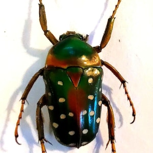 2 A-1mm Phanaeus Demon 1 Major & 1 MINOR 17mm Male Scarab Beetles