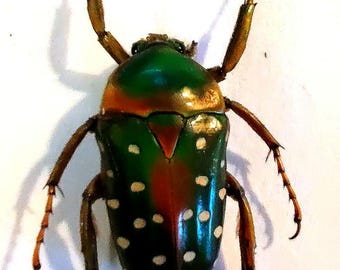 2 A-1 Mesotopus Regius 74mm Cameroon Male/female Lucanid Stag