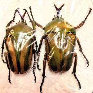 標本 Zaire Eudicella ducalis 47mm Zaire Eudicella ducalis 47mm