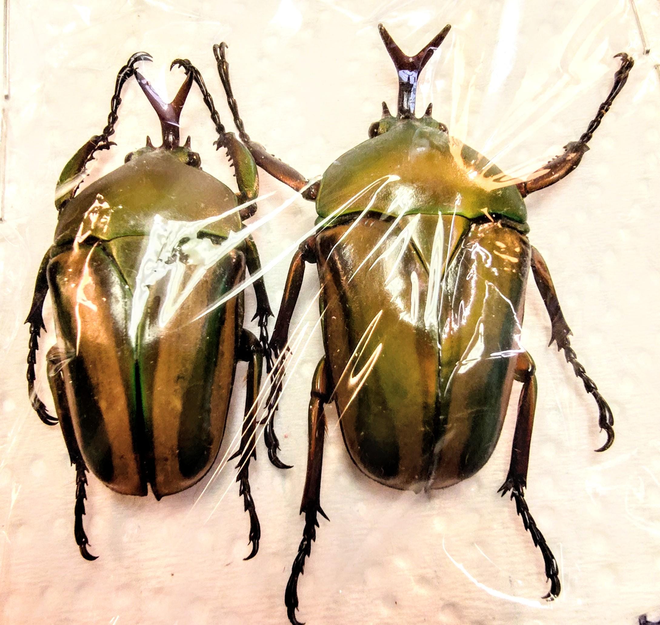 標本 Zaire Eudicella ducalis 47mm 2 Eudicella Gralli 43mm Cameroon Male Flower Green Beetle, Real