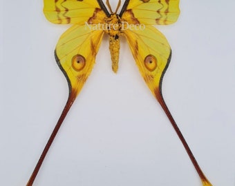Saturnidae: Argema mittrei Large Male Comet Moth, A-1