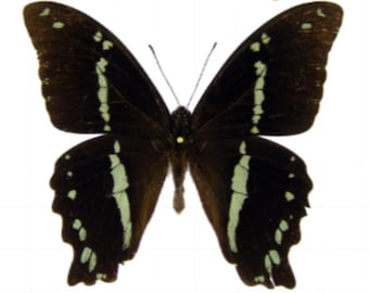 1 A-1 Papilio nireus lyaeus Female Cameroon Real butterfly