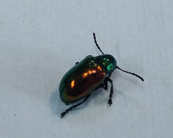 Calodema suhandae。タマムシ。コガネムシ。タマムシ科。収集品