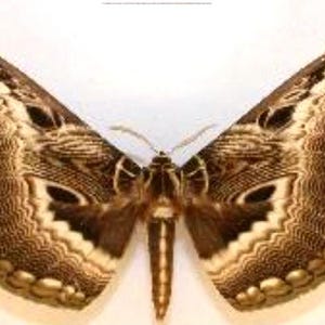 Saturnidae: 1 A-1 Dactylocerus lucina Cameroon Unmounted Moth