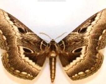 Saturnidae: 1 A-1 Dactylocerus lucina Cameroon Unmounted Moth