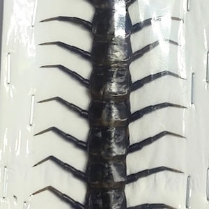1 A -1 Scolopendra morsitans JAVA Centopiedi gigante nero ad anelli