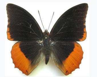 1 A-1 Charaxes protoclea Male Cameroon Real butterfly