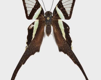 1 A-1 Lamproptera meges Real butterfly