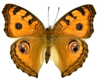 1 A-1 Junonia almana Philippines butterfly