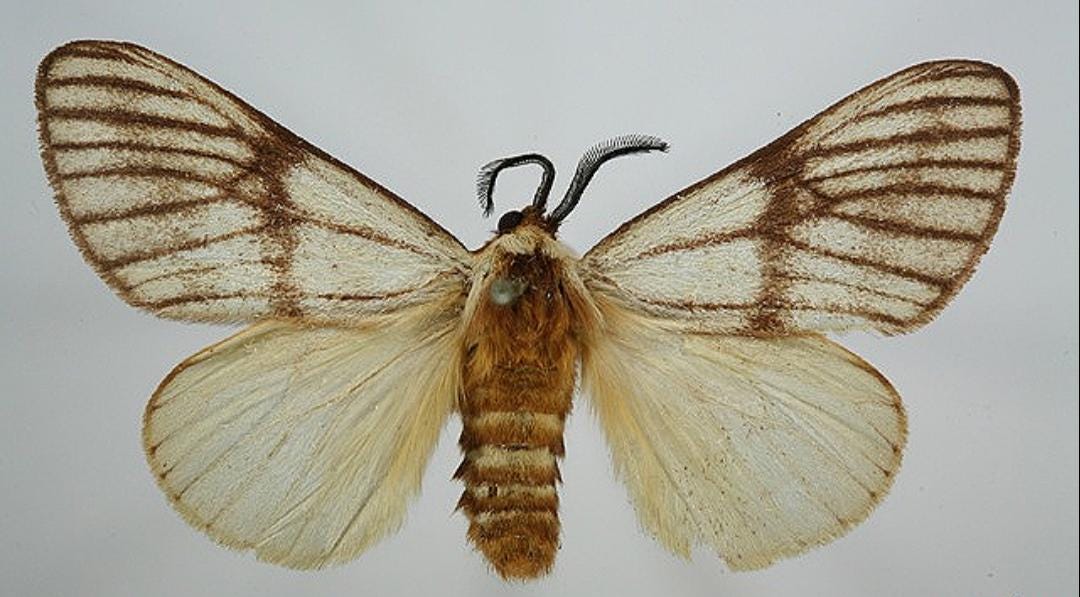 1 A-1 Anaphe Venata Cameroon Real Moth - Etsy