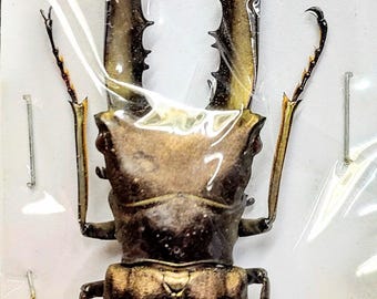 1 A-1 Cyclommatus metallifer 80 mm Cervo volante, vero coleottero Lucanidae non montato