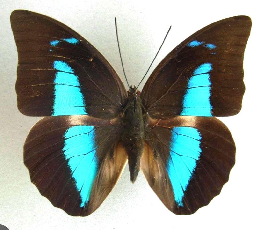 1 A-1 Archaeoprepona Demophon El Salvador Real Butterfly - Etsy