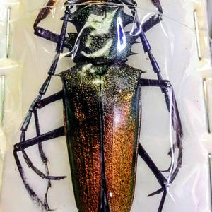 May include: A preserved insect specimen, likely a beetle, encased in clear plastic. The insect has a metallic green and bronze coloration, with long, segmented legs and antennae. The specimen is pinned to a white backing.