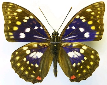 1 A-1 Sasaki charonda coreana 'Great Purple Emperor' China Real butterfly