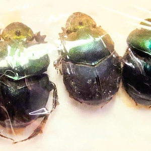 5 A-1 Proagoderus chalcostolus 20 mm Cameroun Véritable scarabée