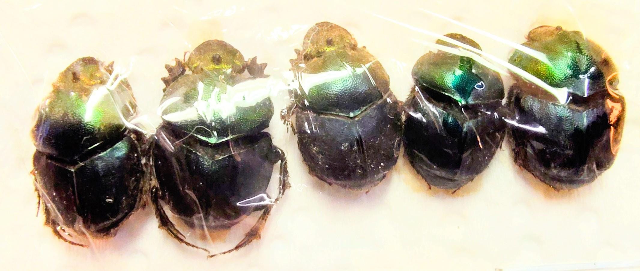 5 A-1 Proagoderus Chalcostolus 20mm Cameroon Real Scarab Beetle