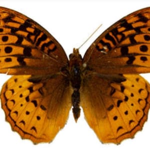 Puede incluir: Una mariposa con alas de color naranja que presentan marcas negras, incluyendo puntos y líneas onduladas. Las alas tienen un borde festoneado y el cuerpo central es de color marrón oscuro. El insecto se muestra con las alas extendidas simétricamente.