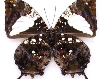1 A-1 Hypna clytemnestra Peru Prawdziwy motyl