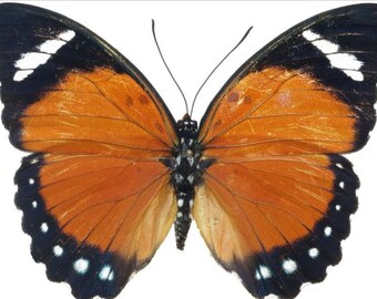 May include: A close-up of a butterfly with orange wings and black and white markings. The butterfly has a black body and long antennae.
