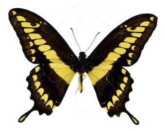 1 A-1  Papilio thaos King Swallowtail Peru Real butterfly