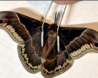 1 A-1 Callosomia promethea Male USA. Real Silk Moth