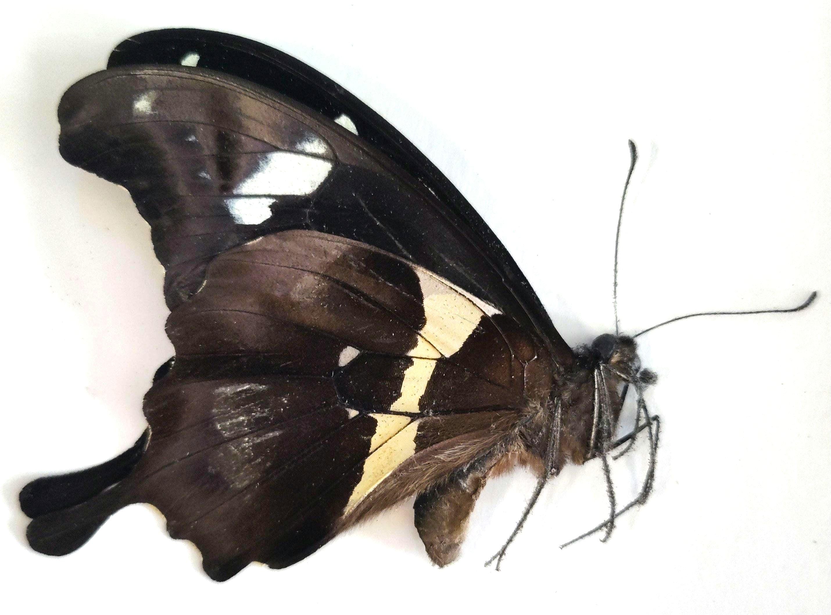 1 A-1 Papilio Hesperus Cameroon Real Butterfly, Unmounted - Etsy