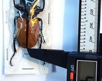 Odontolabis Lacordairei 47mm, Large Lucanid Stag Beetle