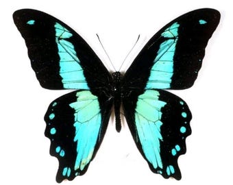 1 A-1 Papilio bromius North Africa Real butterfly