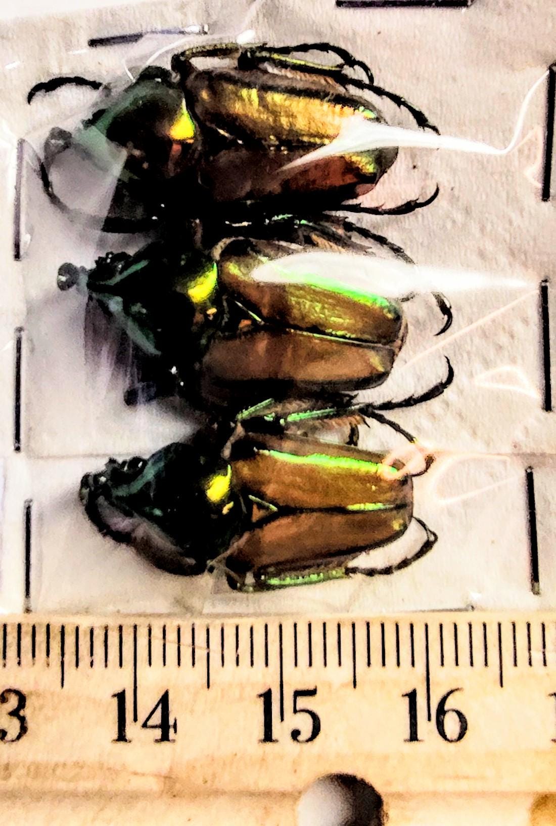 3 A-1 Phaedamis Wittei Vietnam Cetonidae Real Beetle - Etsy