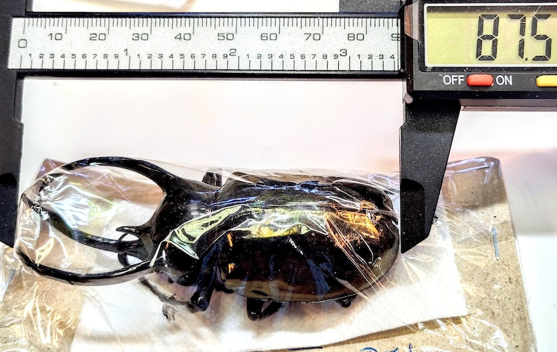 1 A-1 Chalcosoma Atlas 90mm 3 Horned Rhinoceros Beetle, Real Large ...