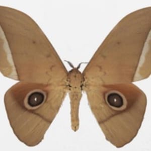 Saturnidae- 1 A-1 Lobobunaea goodii Cameroon Unmounted Moth