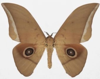 Saturnidae- 1 A-1 Lobobunaea goodii Cameroon Unmounted Moth