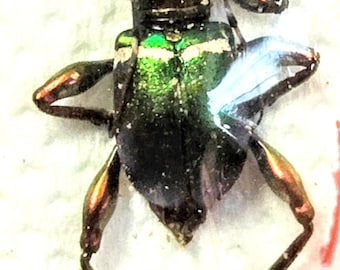 Hoplia Coerulea One Real Metallic Blue Scarab Beetle Unmounted