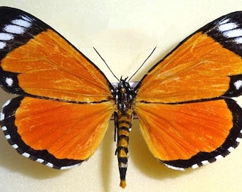 1 A-1 Heraclia poggei Cameroon Real butterfly. Butterfly mimic