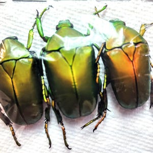 Phanaeus Demon MINOR Male Scarab Beetle Green Form Guatemala