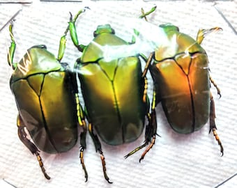 Phanaeus Mexicanus MINOR Male Red Green Scarab Dung Beetle