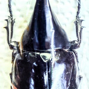 1 A-1 Xylotrupes gideon 66mm Male Rhinoceros beetle