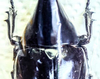1 A-1 Xylotrupes gideon 60mm Male Rhinoceros beetle