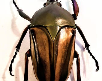 Phanaeus Mexicanus MINOR Male Red Green Scarab Dung Beetle
