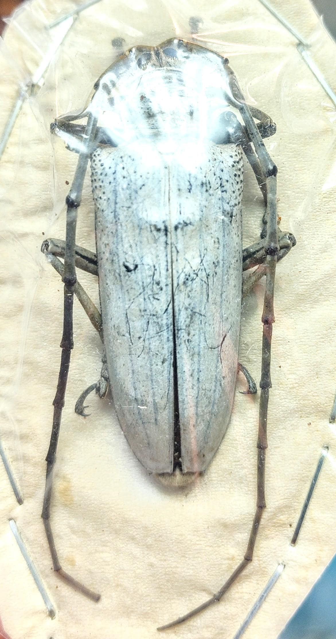 1 A-1 Batocera Una Solomon Island Male 53mm Longhorn Beetle, Real
