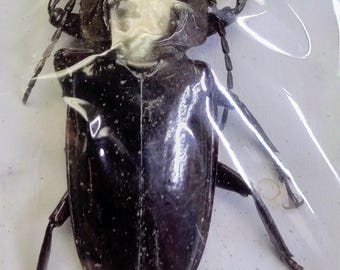 標本 Sternotomis mathildae 26mm 28mm 標本 Sternotomis mathildae 26mm 28mm il_340x270.3625940492_tgsx.jpg