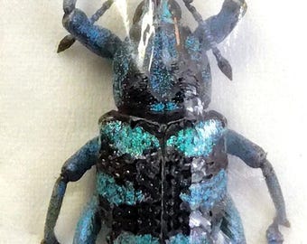 1 A-1 Eupholus linnei Weevils, Unmounted Real Beetle Entomology Artwork